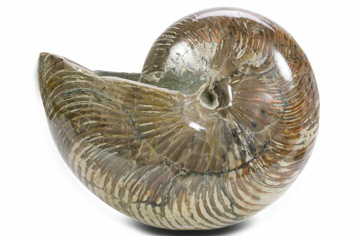 Polished Fossil Nautilus (Cymatoceras) - Madagascar #361339